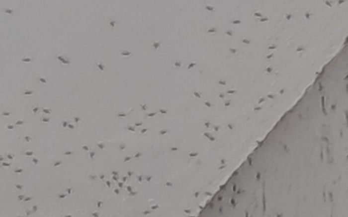 Equipe da prefeitura ficou de ir até a casa checar o problema (Foto: Leitor)