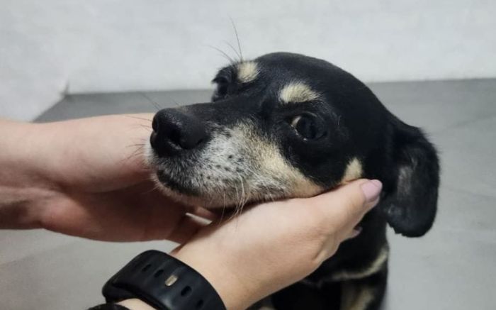 Apuração inicial aponta que menores de idade e uma mulher foram os culpados  / Prefeitura de Joinville e Polícia Civil/Divulgação 