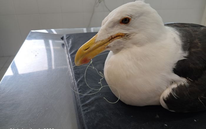 Gaivotão resgatado em Cabeçudas não resistiu após ingerir anzol (Foto: Divulgação)