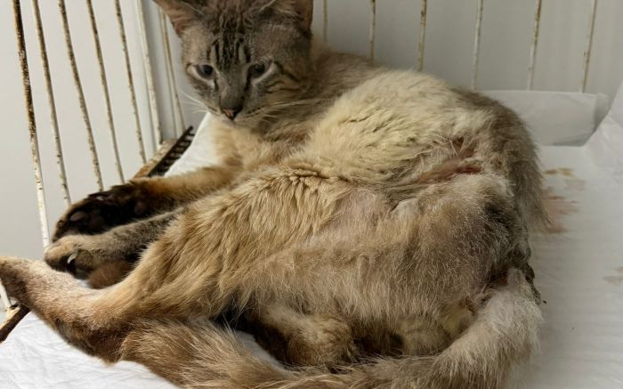 Casos em animais quase triplicaram em um ano (Foto: Uapa)