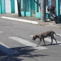 Itajaí vai fazer quase 9 mil castrações de cães e gatos