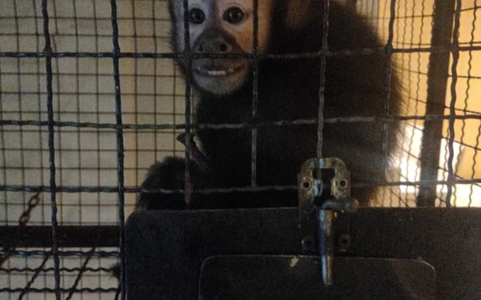 SC teve macaco de cheiro, quelônios e emus apreendidos
(Foto: Divulgação/MPSC)