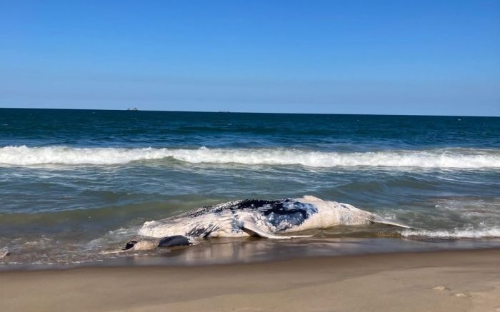 Grandona permanece parcialmente submersa e perto da faixa de areia (Foto e vídeo: Divulgação/Redes sociais e Univali)