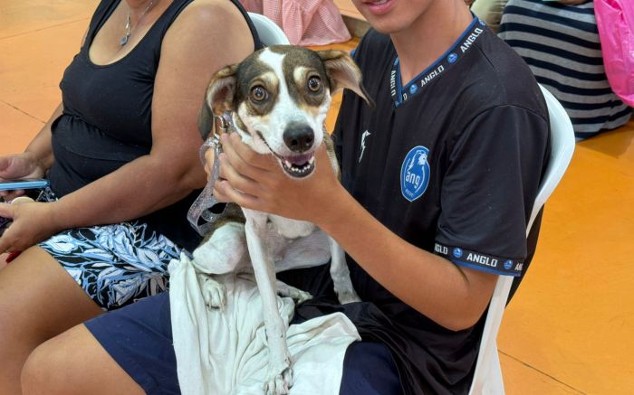 Mutirão do programa Castra Pet atendeu mais de 100 cães e gatos neste sábado no bairro dos Municípios, em Balneário Camboriú Foto: (Divulgação)