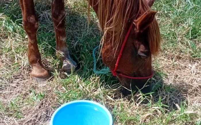 Inis prometeu verificar situação no local (Foto: Reprodução)