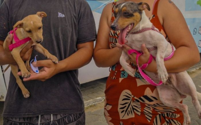Mutirões de castração vão atender três bairros (Foto: Divulgação PMN)