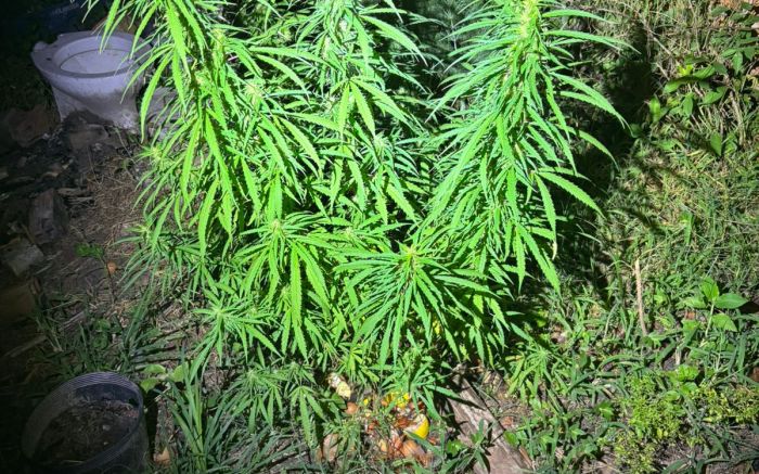 Dois traficantes foram presos após flagrante de cultivo de maconha em terreno (Foto: Divulgação/PM)