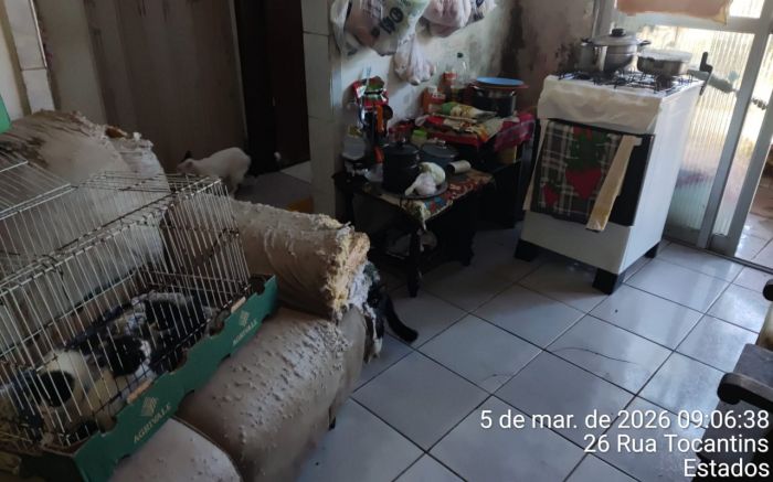 Apartamento tinha dezenas de gatos e acúmulo de sujeira (Crédito: Foto: Leitor)