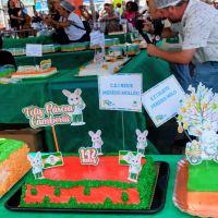 Camboriú celebra 142 anos com corte de bolo de 42 metros; veja as imagens