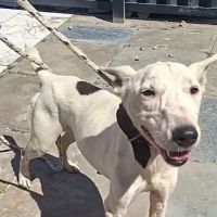 Tutores abandonam pugs e cães se alimentaram da carne de um deles