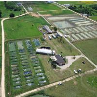 Epagri reforça pesquisas com tilápia após ampliar estrutura em Itajaí