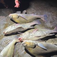 Influenciador de SC é multado por pesca ilegal de espécie em extinção