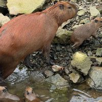 Família de capivaras chama a atenção na Marina Itajaí
