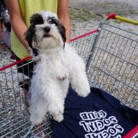 Cachorrinha é resgatada de prédio que afundou em Itajaí