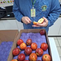 Maçã de SC agora é exportada direto pelos portos catarinenses