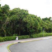 Figueiras em terreno de policlínica serão transplantadas