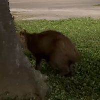 Capivara ferida está há horas sem socorro em praça de Itajaí