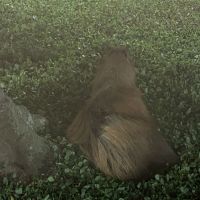 Capivara ferida é resgatada depois de mais de 10 horas em praça