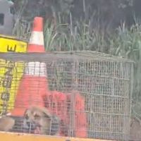 Doguinho atropelado na BR 101 é resgatado