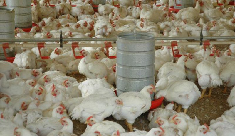 (foto: divulgação epagri)