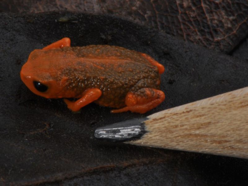 Vereadores aprovam inclusão de sapinho-pingo-de-ouro nos símbolos municipais da galega Blumenau (foto: Divulgação/PMB)